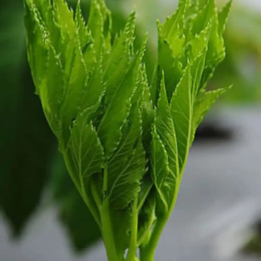 Ashitaba Seeds