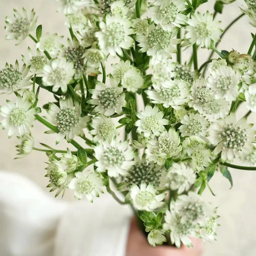 Astrantia Flower Seeds