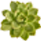 Bes6 1