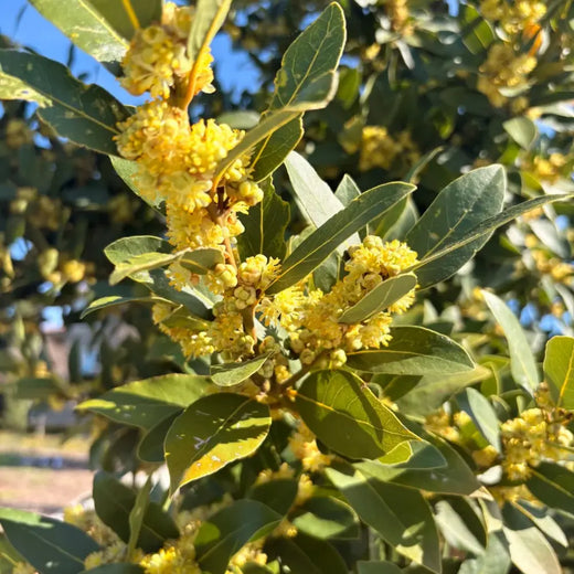 Bay Laurel Seeds