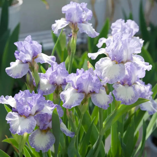 Bearded Iris Flower Seeds