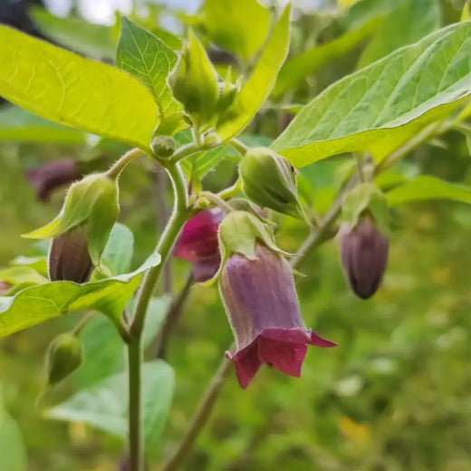 Belladonna Seeds