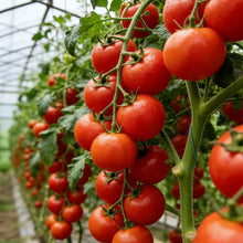 Better Boy Tomato Seeds