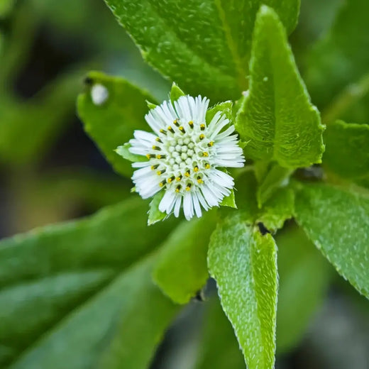 Bhringraj Seeds
