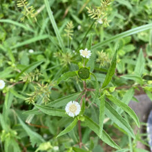 Bhringraj Seeds