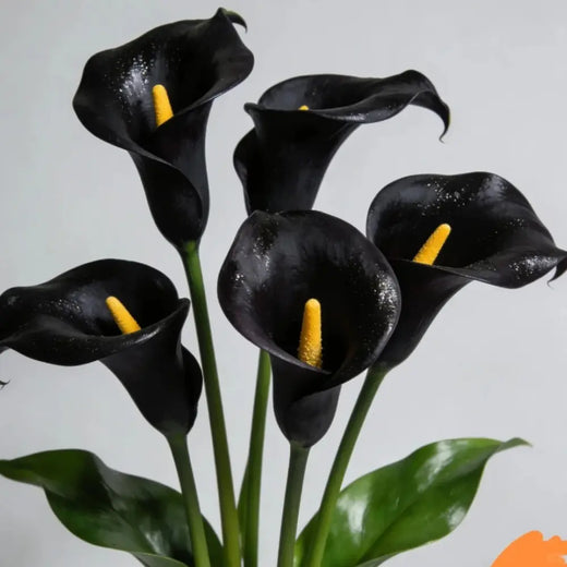 Black Anthurium Flower Seeds