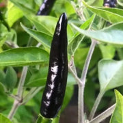 Black Cobra Pepper Seeds