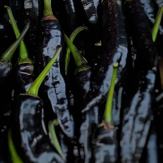 Black Cobra Pepper Seeds