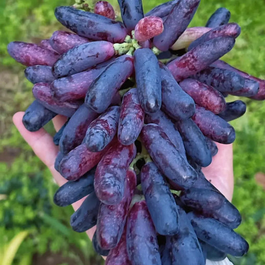 Black Finger Grape Seeds