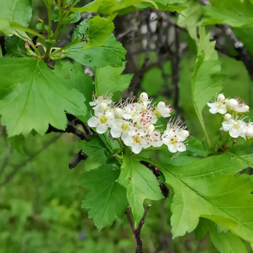 Black Hawthorn Seeds