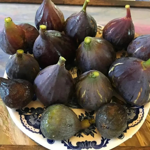 Black Madeira Fig Seeds