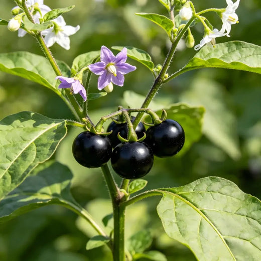Black Nightshade Seeds