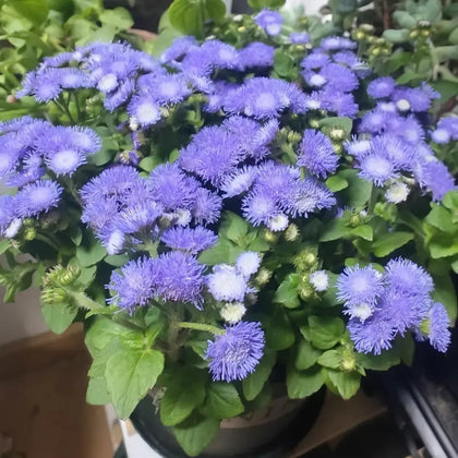 Blue Floss Flower Seeds