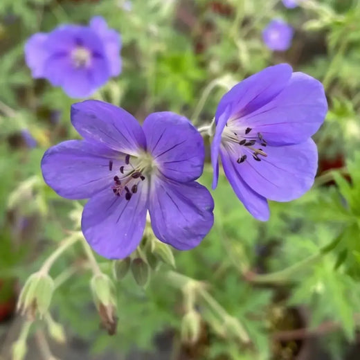 Blue Geranium Flower Seeds