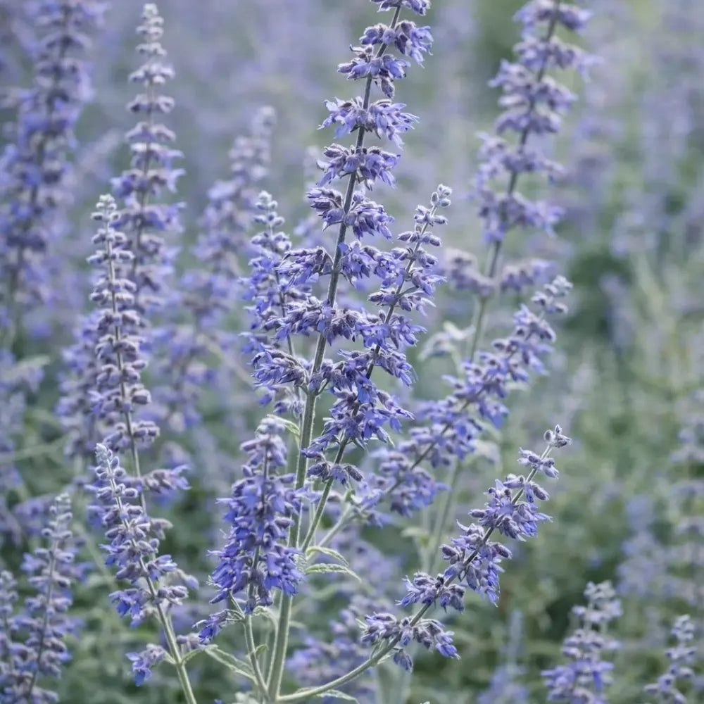 Blue Steel Russian Sage Seeds