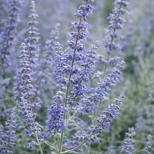Blue Steel Russian Sage Seeds