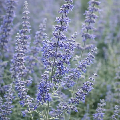 Blue Steel Russian Sage Seeds