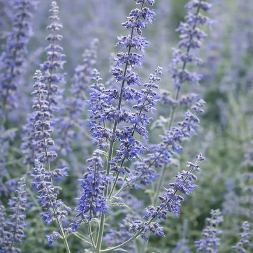 Blue Steel Russian Sage Seeds
