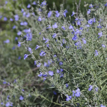 Blue Steel Russian Sage Seeds