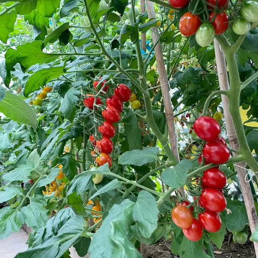 Blushing Cherry Tomato Seeds
