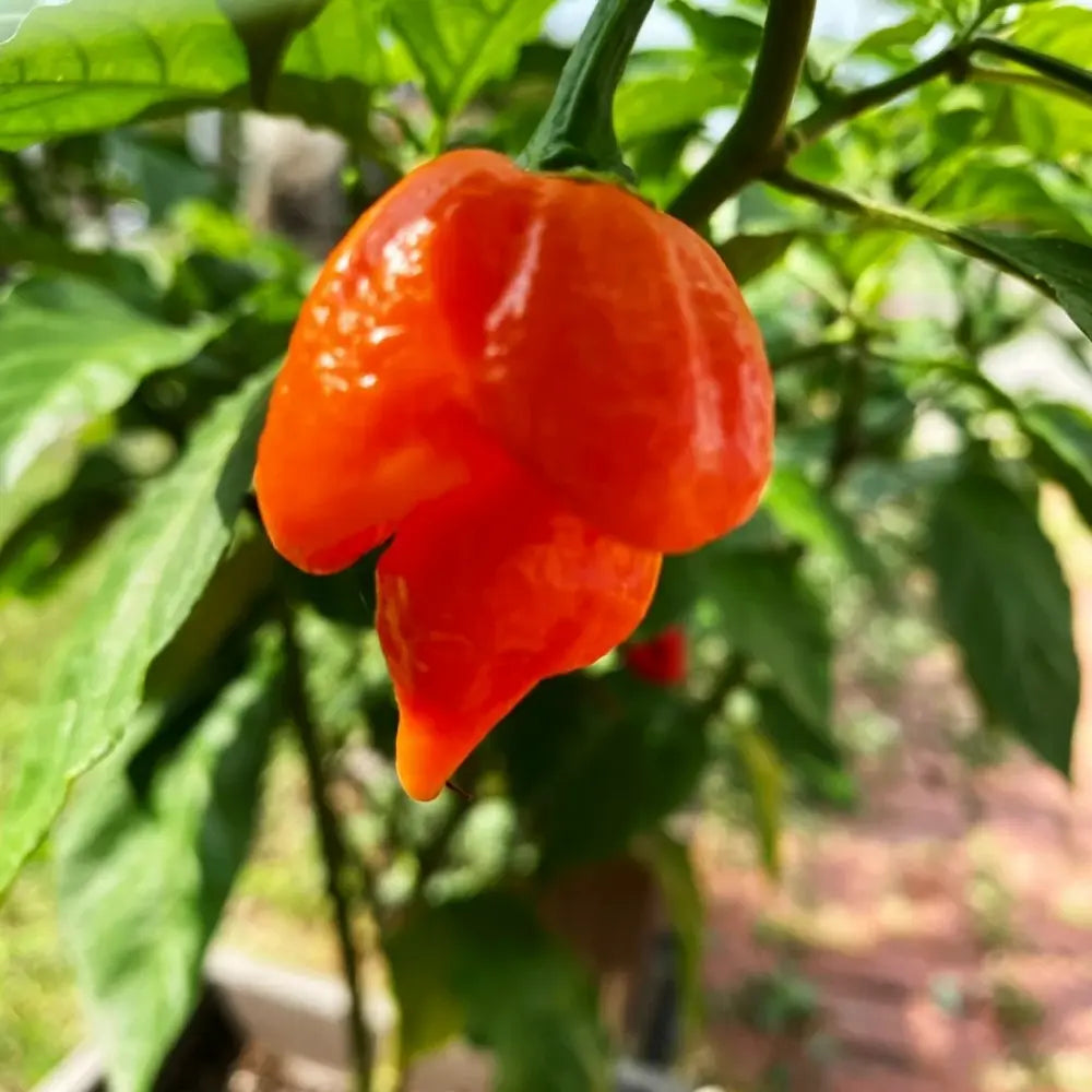 Butch T Trinidad Scorpion Pepper Seeds