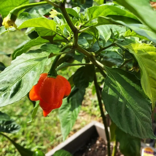 Butch T Trinidad Scorpion Pepper Seeds