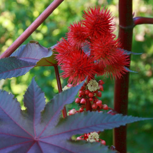 Castor Bean Seeds - Red