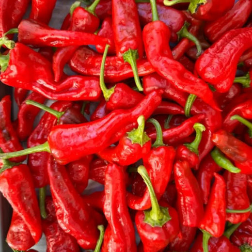 Chimayo Chile Pepper Seeds