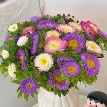 China Aster Seeds - Five Color Mix