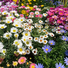 China Aster Seeds - Five Color Mix