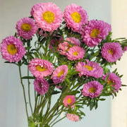 China Aster Seeds - Pink Dwarf