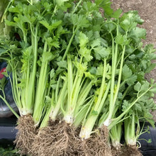 Chinese Celery Vegetable Seeds