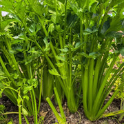 Chinese Celery Vegetable Seeds