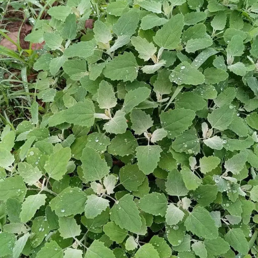 Chipilin Vegetable Seeds