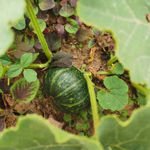 Chirimen Squash Seeds