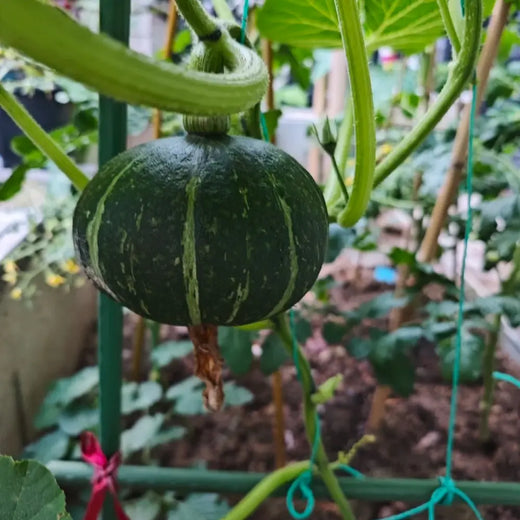 Chirimen Squash Seeds