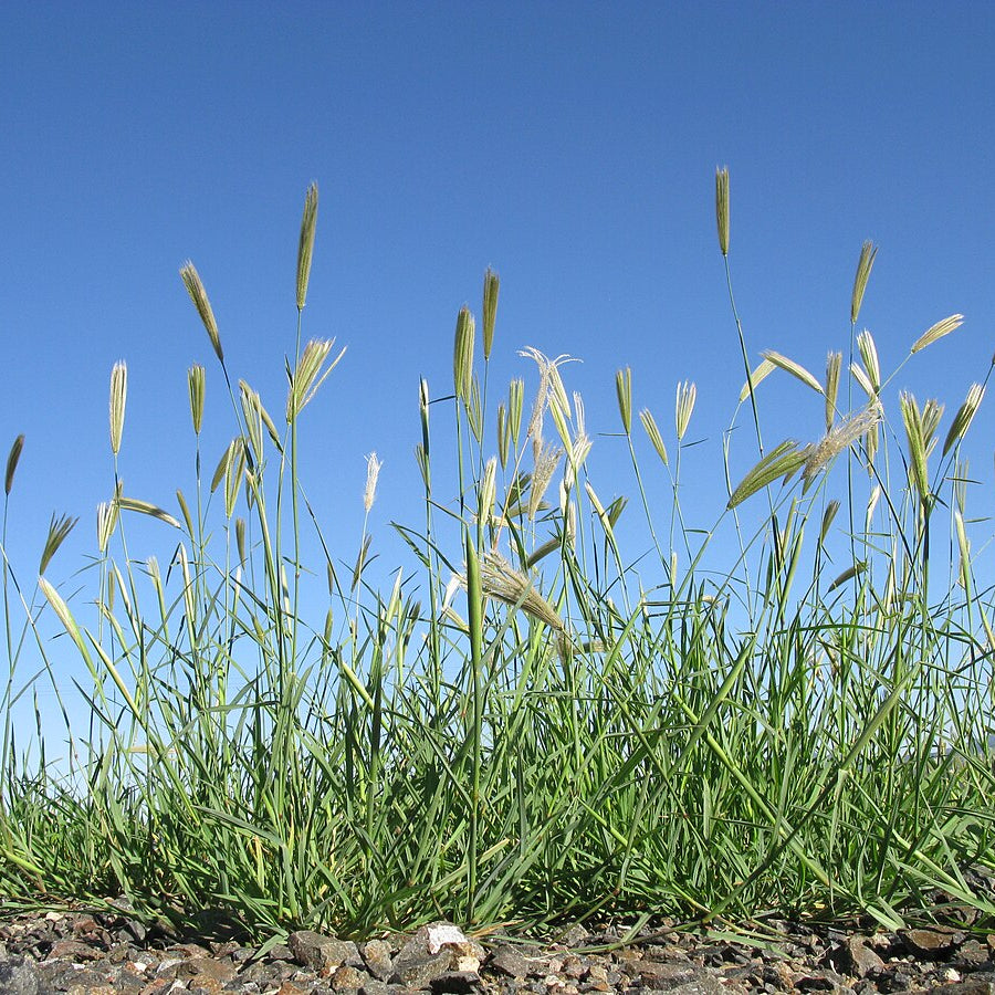 Phalaris Aquatica Grass Seeds up to 50%