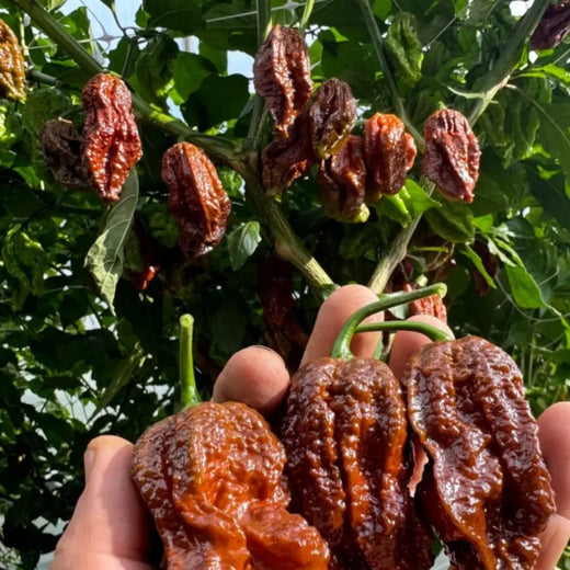 Chocolate Bhutlah Pepper Seeds