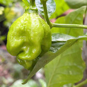 Chocolate Moruga Trinidad Scorpion Pepper Seeds