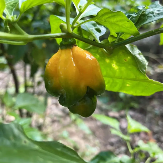 Chocolate Moruga Trinidad Scorpion Pepper Seeds
