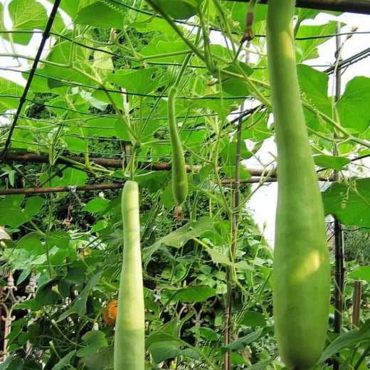 Chop Melon Seeds