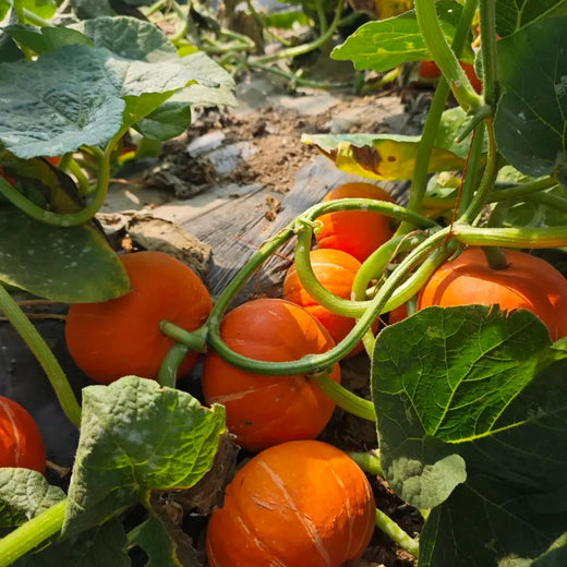 Cinderella Pumpkin Seeds