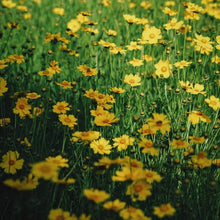 Cornflower Seeds - Golden Yellow