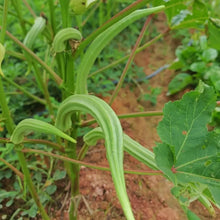 Cow’s Horn Okra Seeds