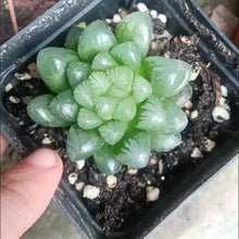Crystal Haworthia Seeds