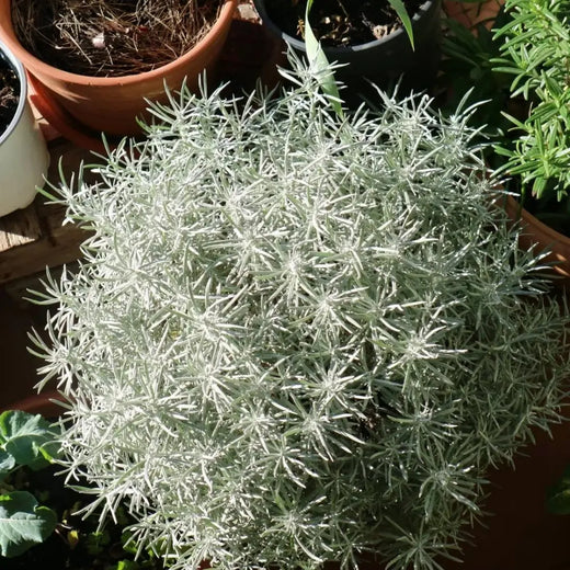 Curry Plant Herb Seeds