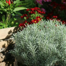Curry Plant Herb Seeds