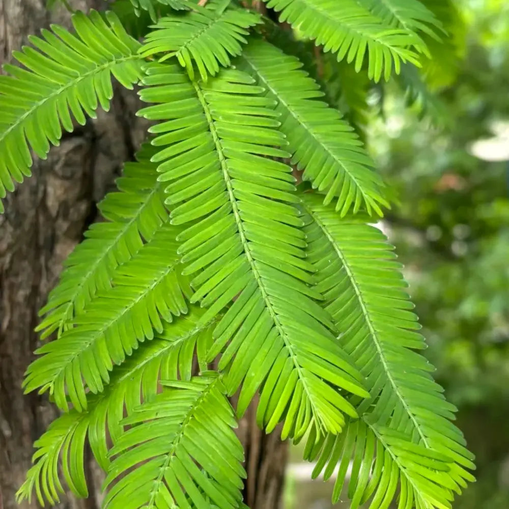 Dawn Redwood Bonsai Seeds