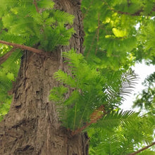 Dawn Redwood Bonsai Seeds