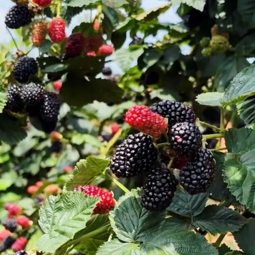 Dewberry Seeds